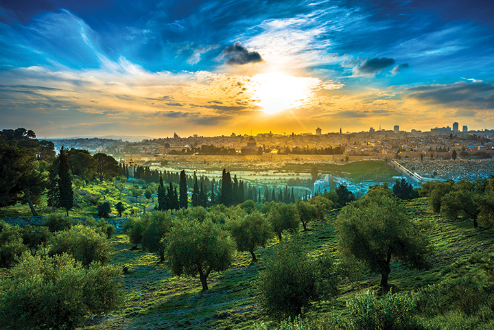 View of the Old City Jerusalem from the Mount of Olives with olive trees in the foreground