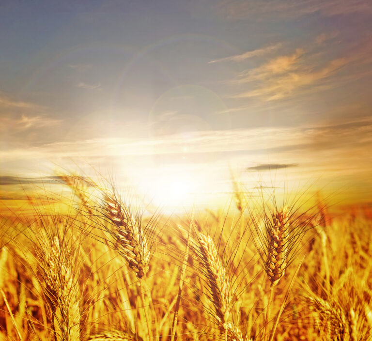 Harvest and Sky