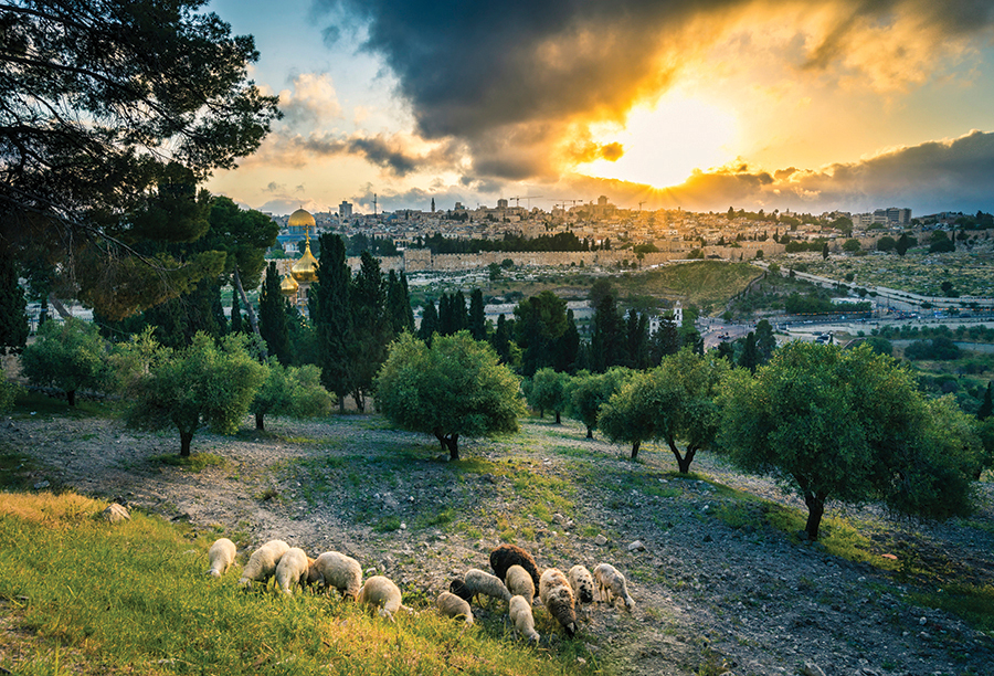 Sheep grazing overlooking Jerusalem