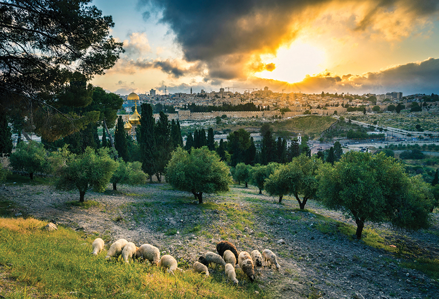 Sheep grazing overlooking Jerusalem