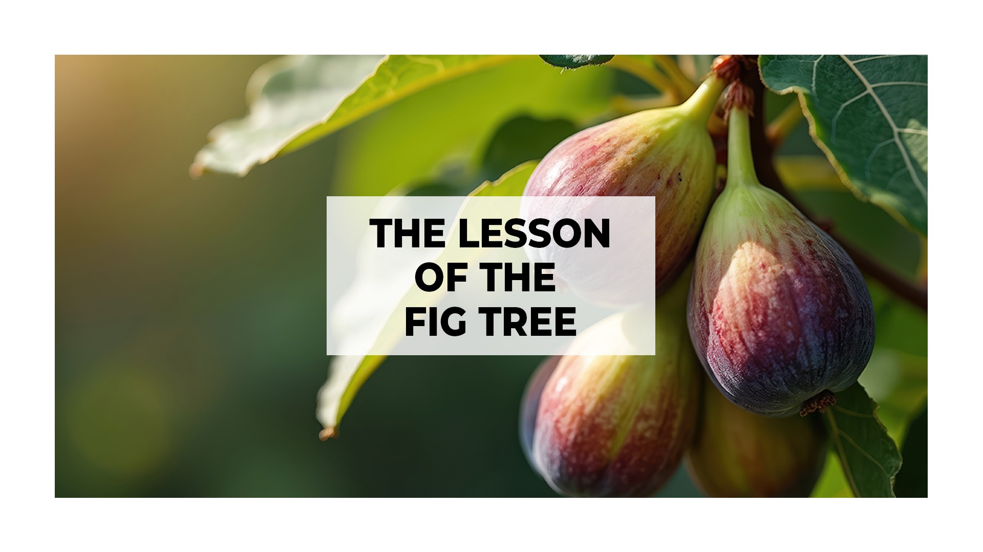 The Lesson of the Fig Tree